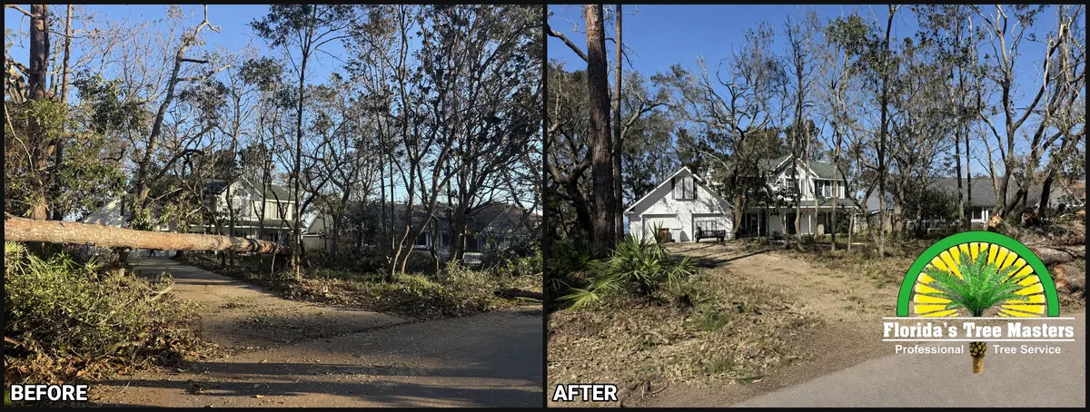 Before and after: pine tree across a Gulf Breeze driveway removed by Florida's Tree Masters