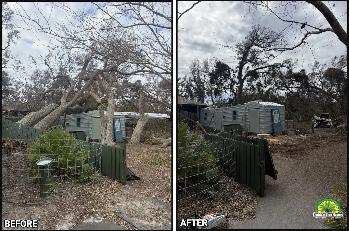 Before and after: two uprooted live oaks lifted off a Gulf Breeze workshop